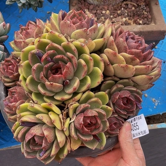 ℋ****紫水晶14055多肉