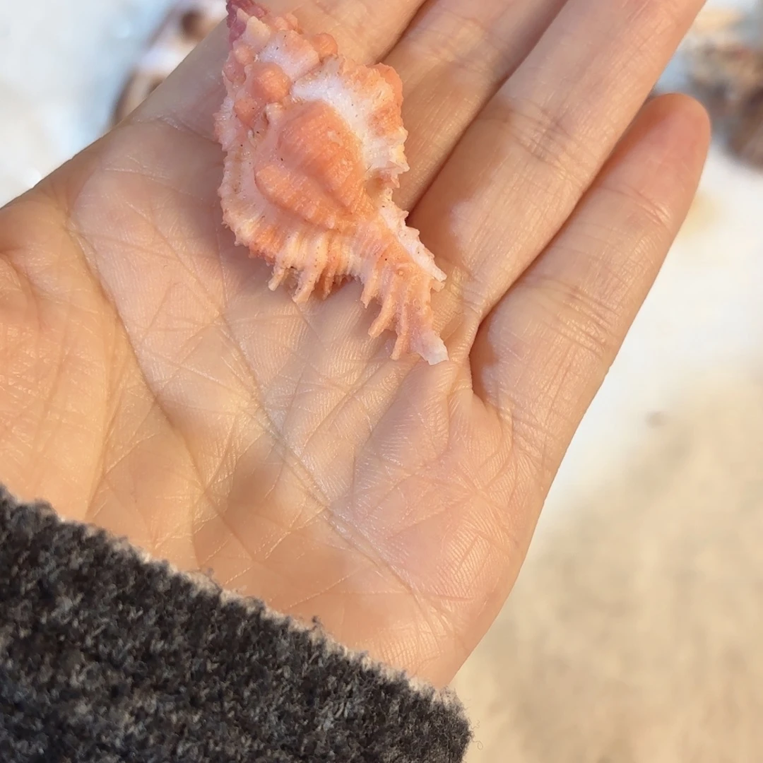 大***旺天然海螺贝壳标本福利