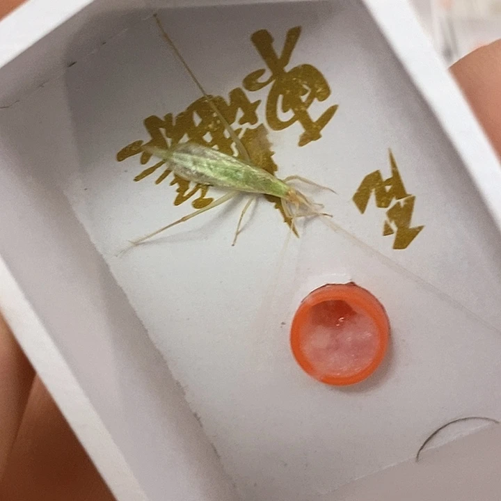 柬埔寨竹蛉三只啊啊啊