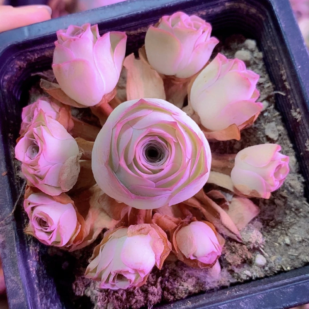 锦绣手捧一物一拍790