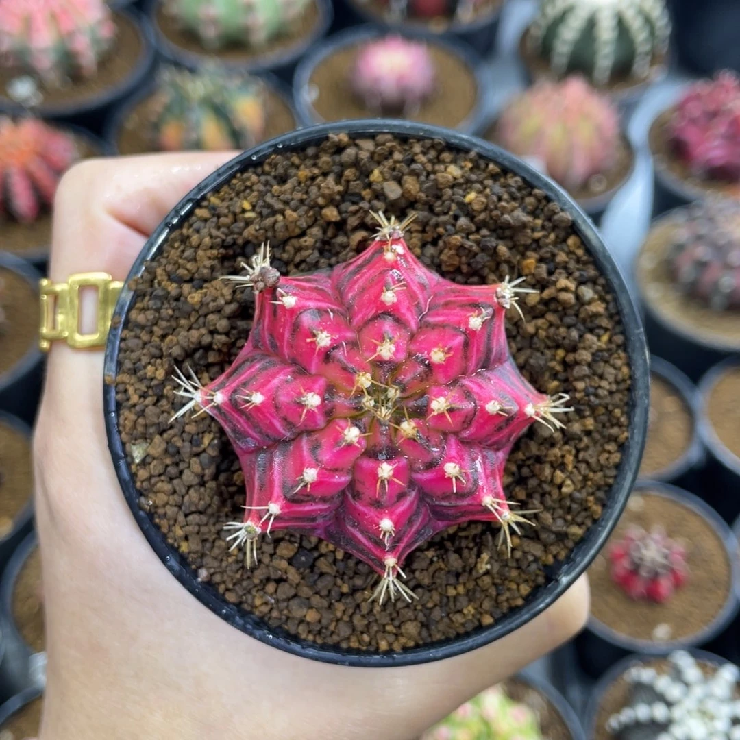 凡***天米哈星球000000000506