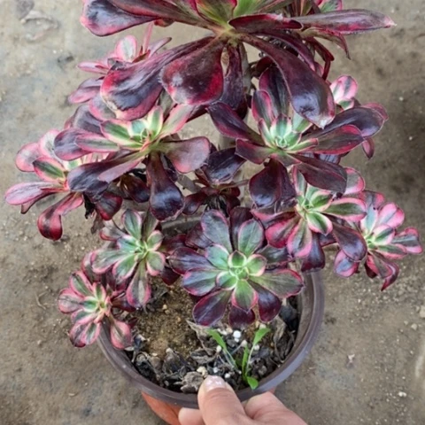 136丽娜满25包邮多肉