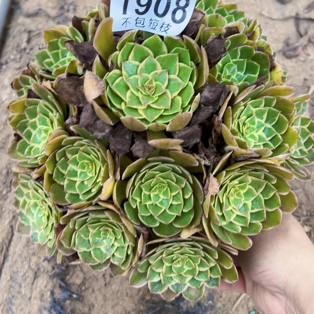 1908多肉植物法师法师