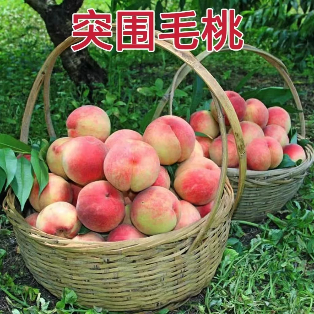 突围水蜜桃放软再吃山东果园直发水蜜桃【顺丰/京东快递】