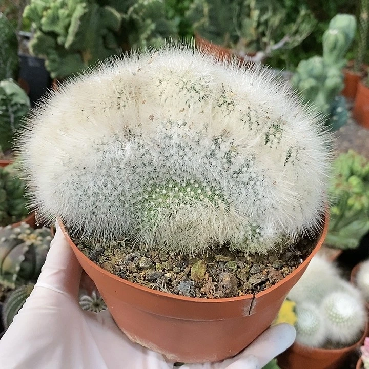 花花草草花花草草