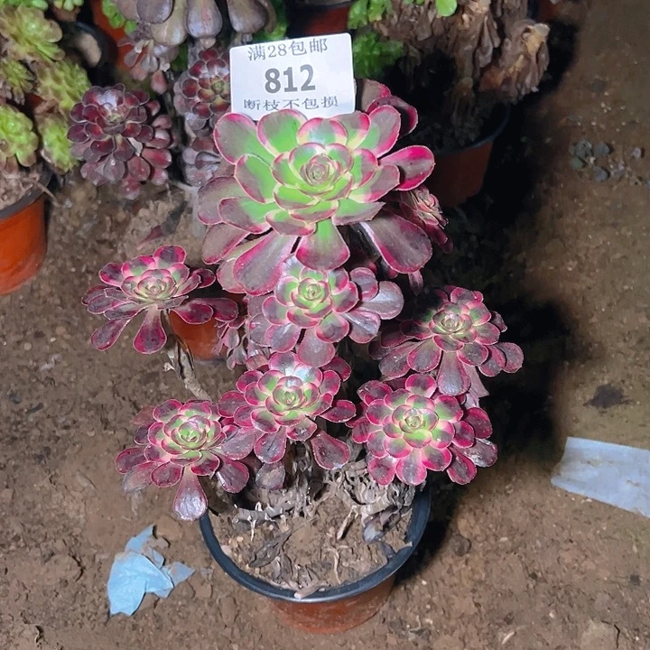 812丽娜多肉植物保护