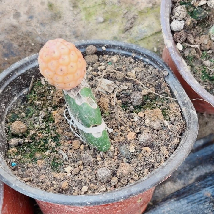 红锦仙人球嫁接习志野