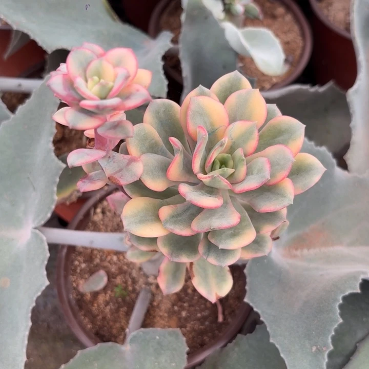 花旦锦一物一拍好看