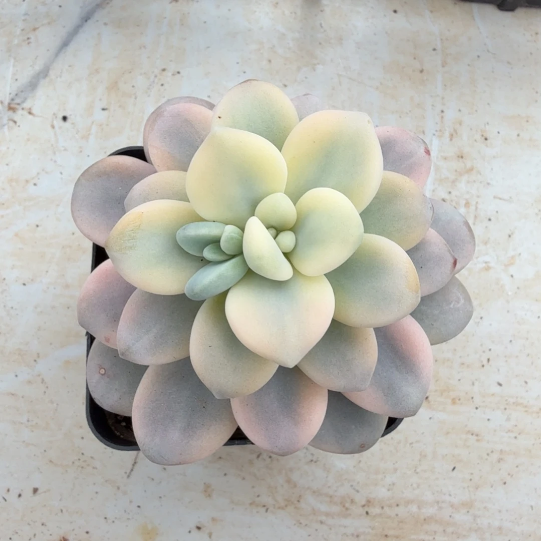 洛神锦锦上园艺一物一拍