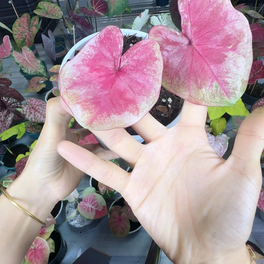 完全开放        18