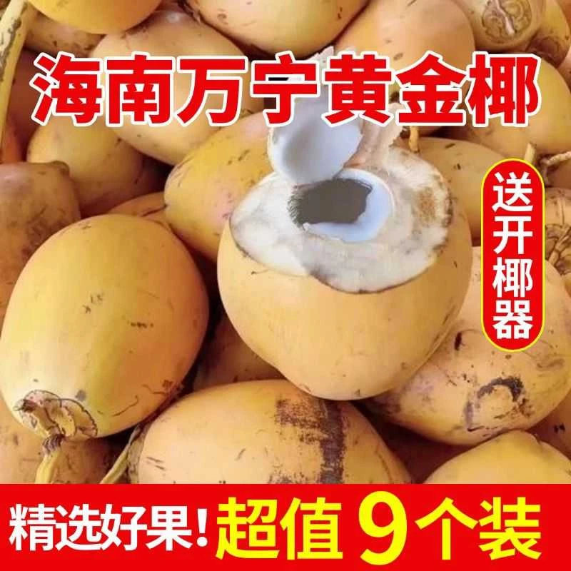 正宗海南万宁黄金椰子新鲜老椰子孕妇椰青多汁香甜产地现摘水果