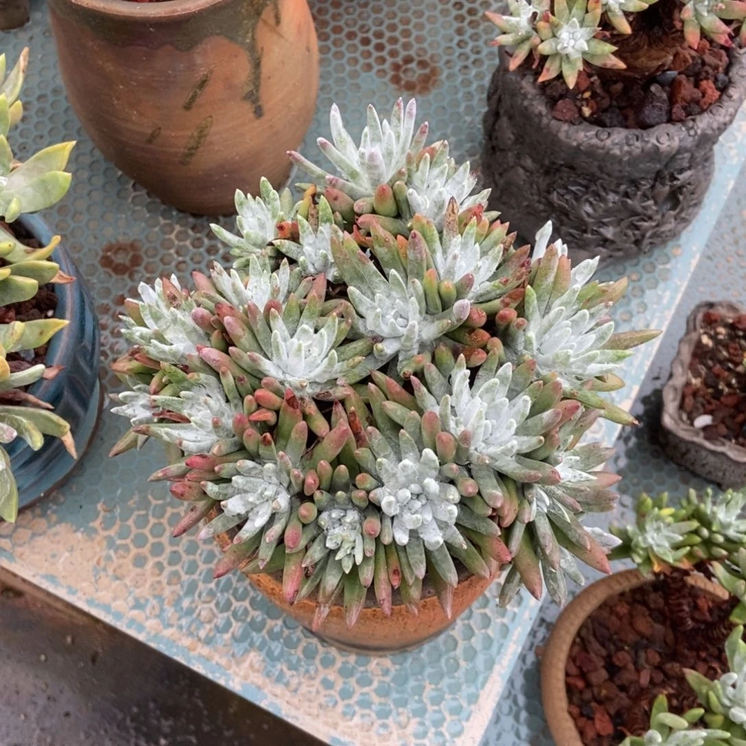 白鹭多肉植物啦啦啦