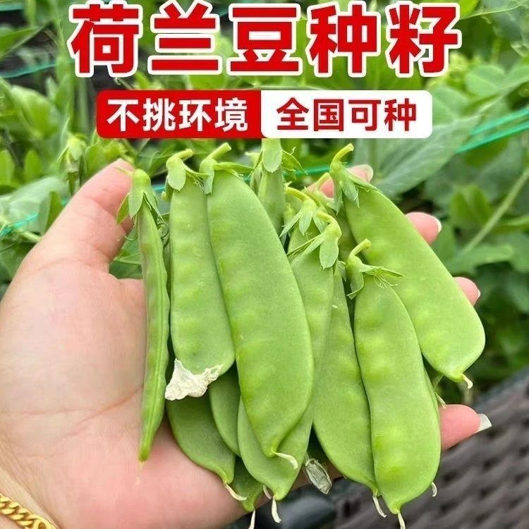 甜脆荷兰豆种子软荚正宗荷兰豆种耐寒耐热抗病阳台菜优质栽培高产