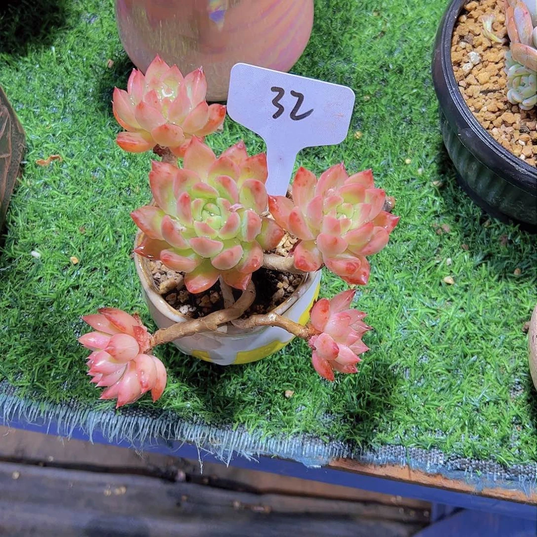 浮****梦32冰心公主。。。。。。