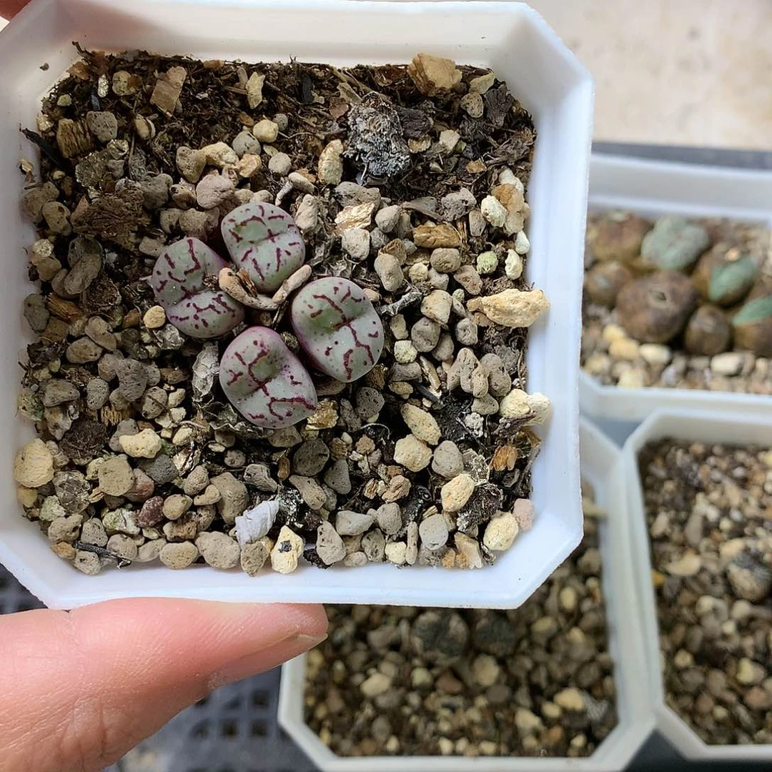 Z**幻K61多肉植物保护