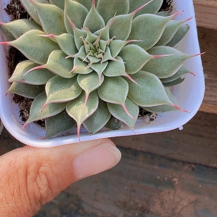 银星多肉植物19包邮