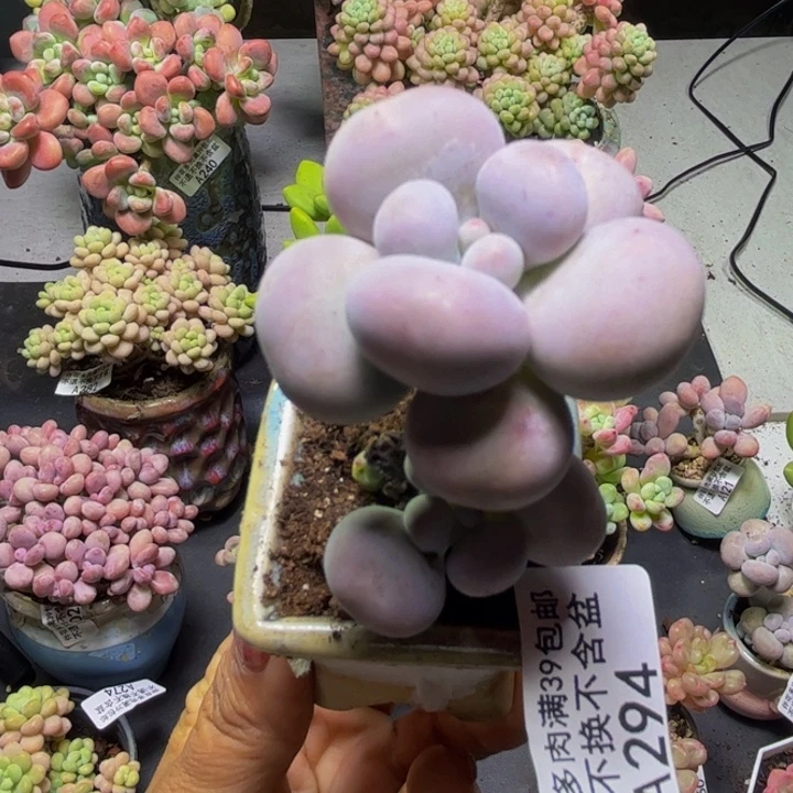芭比奶酪294/4cm多肉