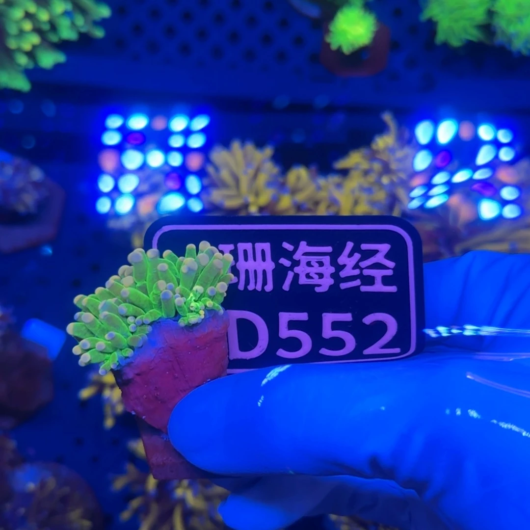 水***。纽扣珊瑚又又不包邮有伤内包肉印尼绿D552