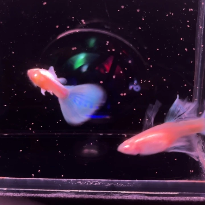 孔雀鱼蓝白蝴蝶绒球1对