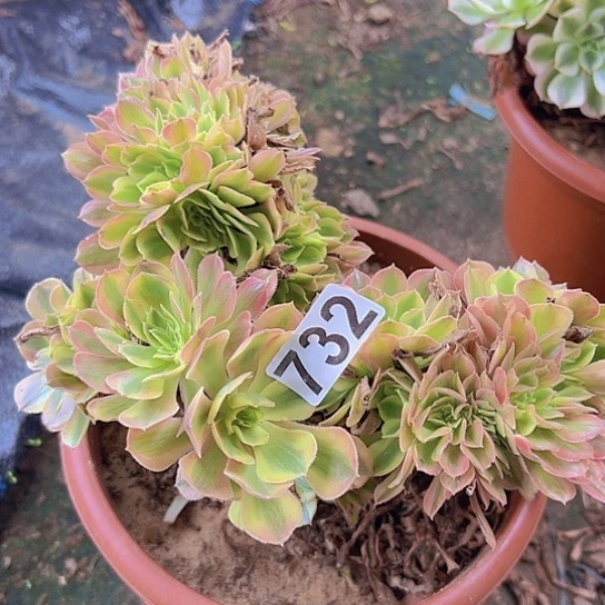 爱***正多肉植物一个斑斓