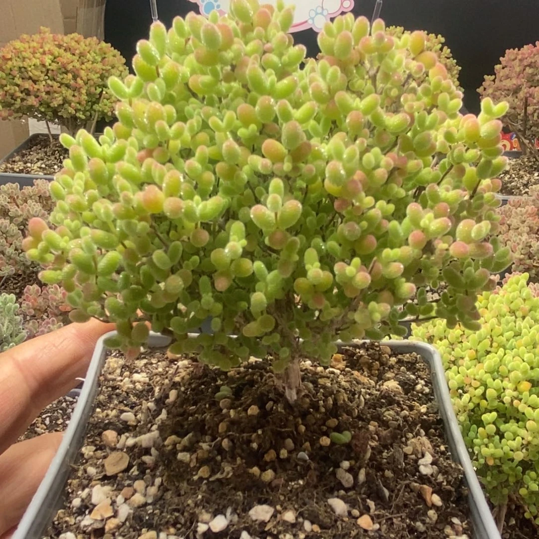 蜜橘糖球0419枝干番杏