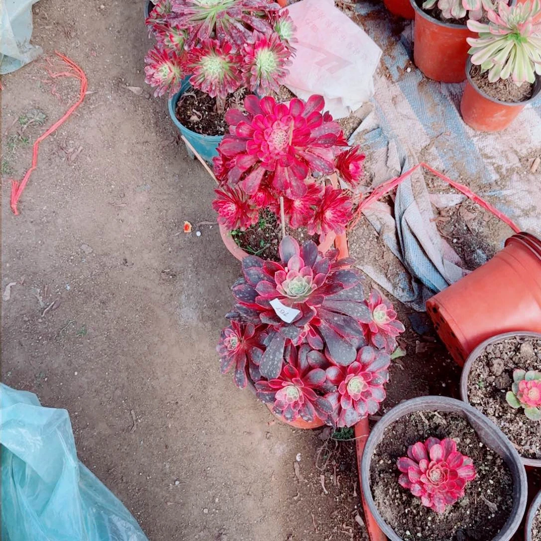 朱*迎法师多肉000000