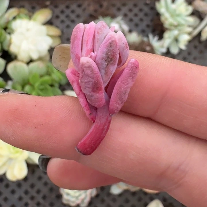 红手指花剑一物一拍