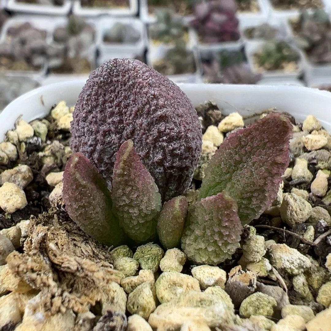 颗粒款实生新品多肉植物水泡