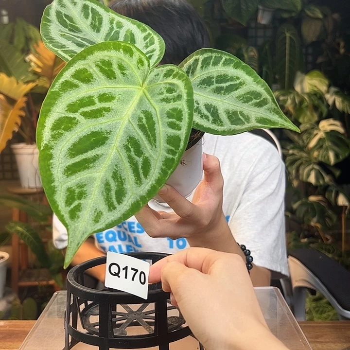花***手完全开放一物一拍Q170