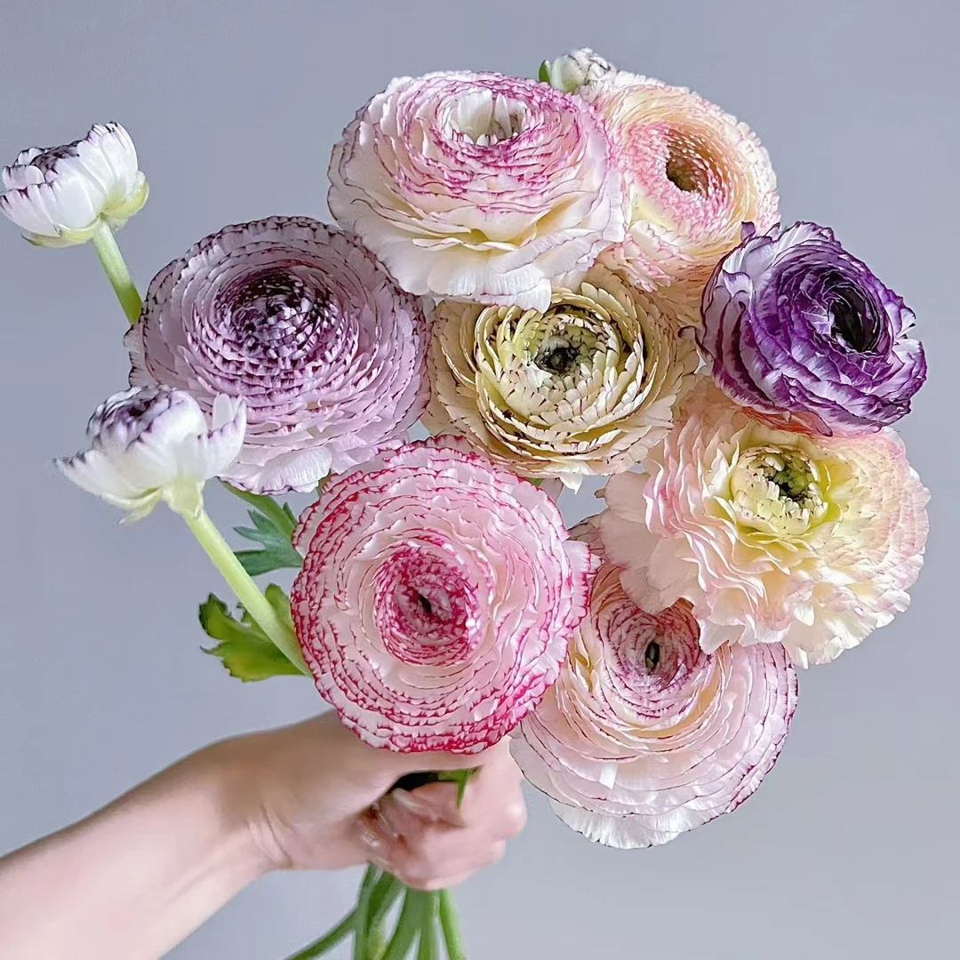 【洋牡丹】洋牡丹2把2个不同色 插瓶 客厅摆件