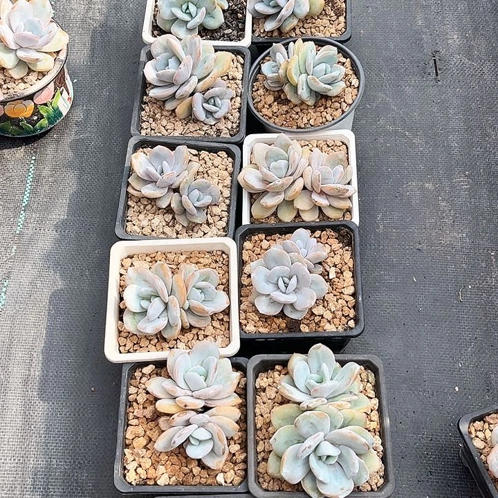 奶茶13号码牌子的话