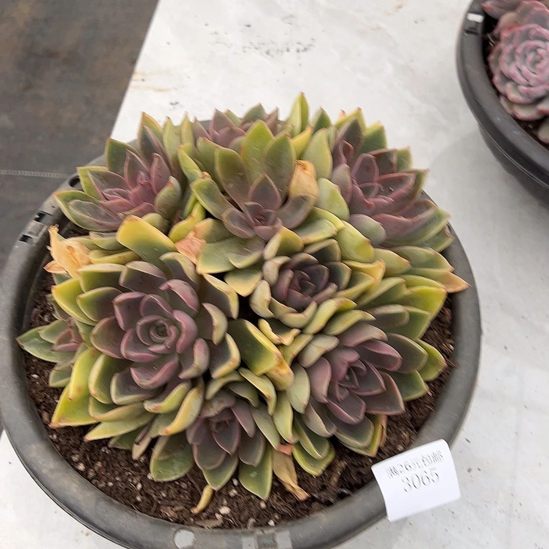 y***J3065紫气东来多肉植物