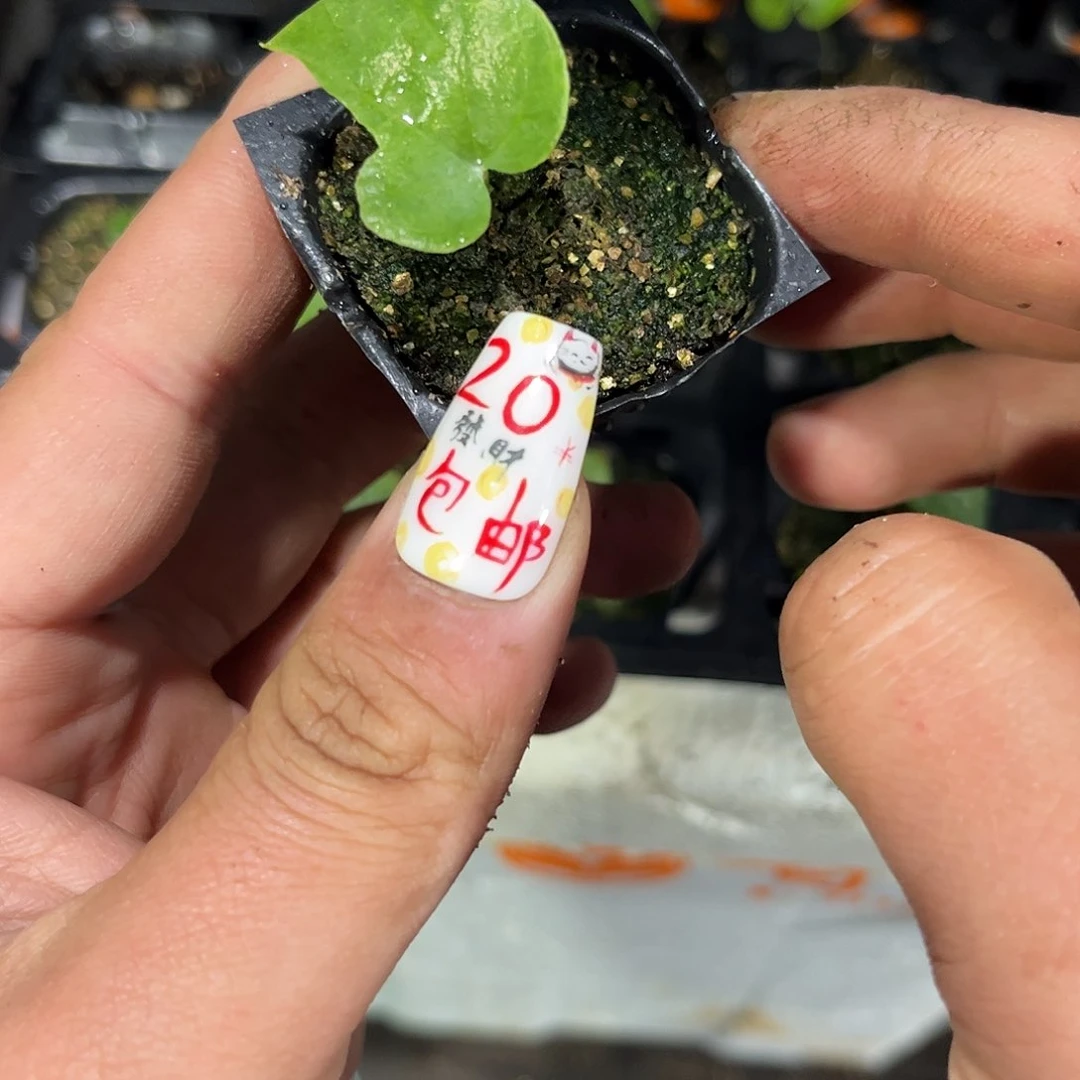 单头就这个死样子单头