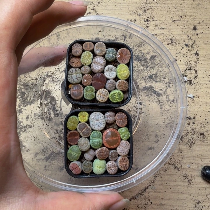 多肉植物的生长紫31