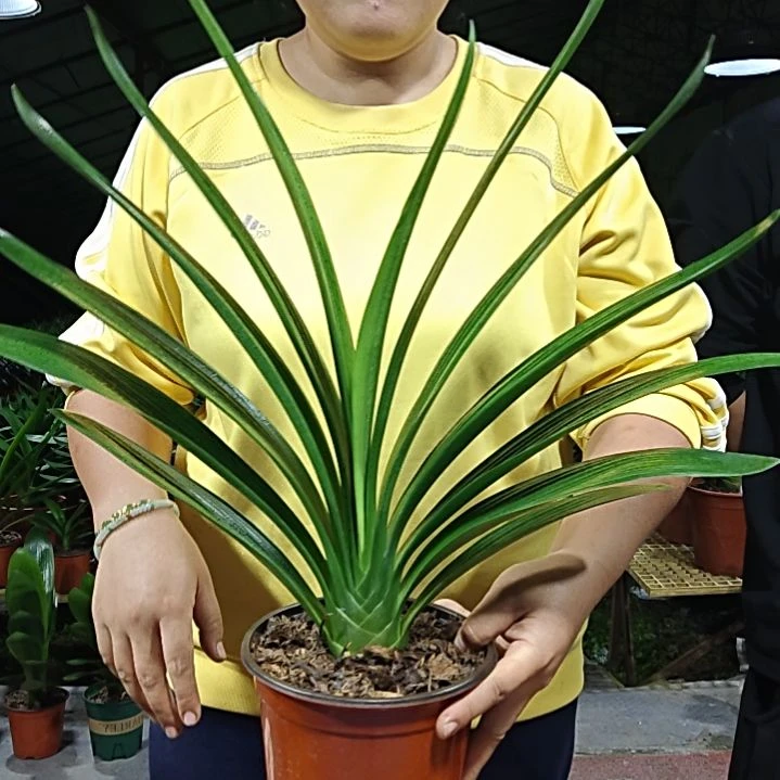 老***童无花朵老牧童     58
