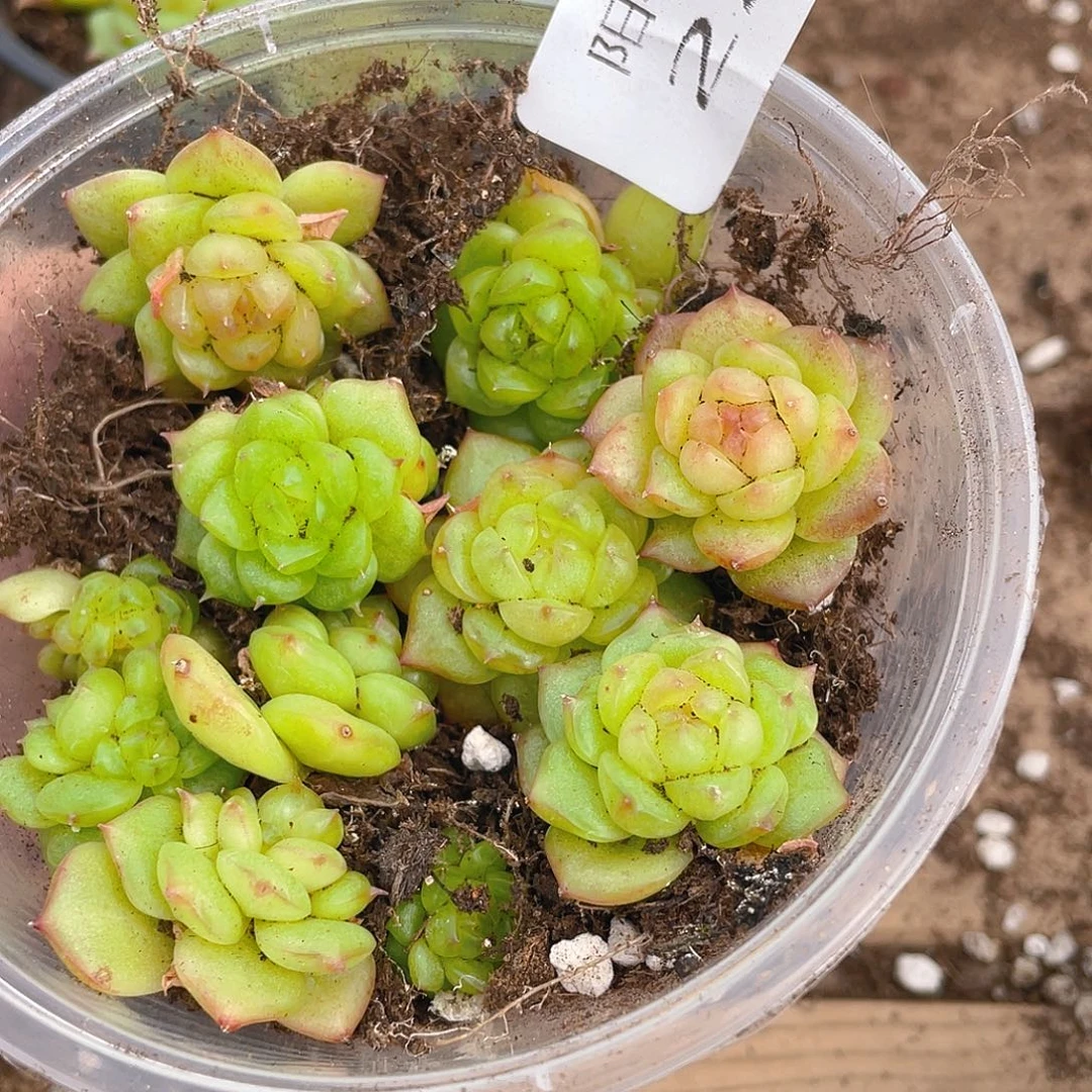 多肉植物多肉植物222