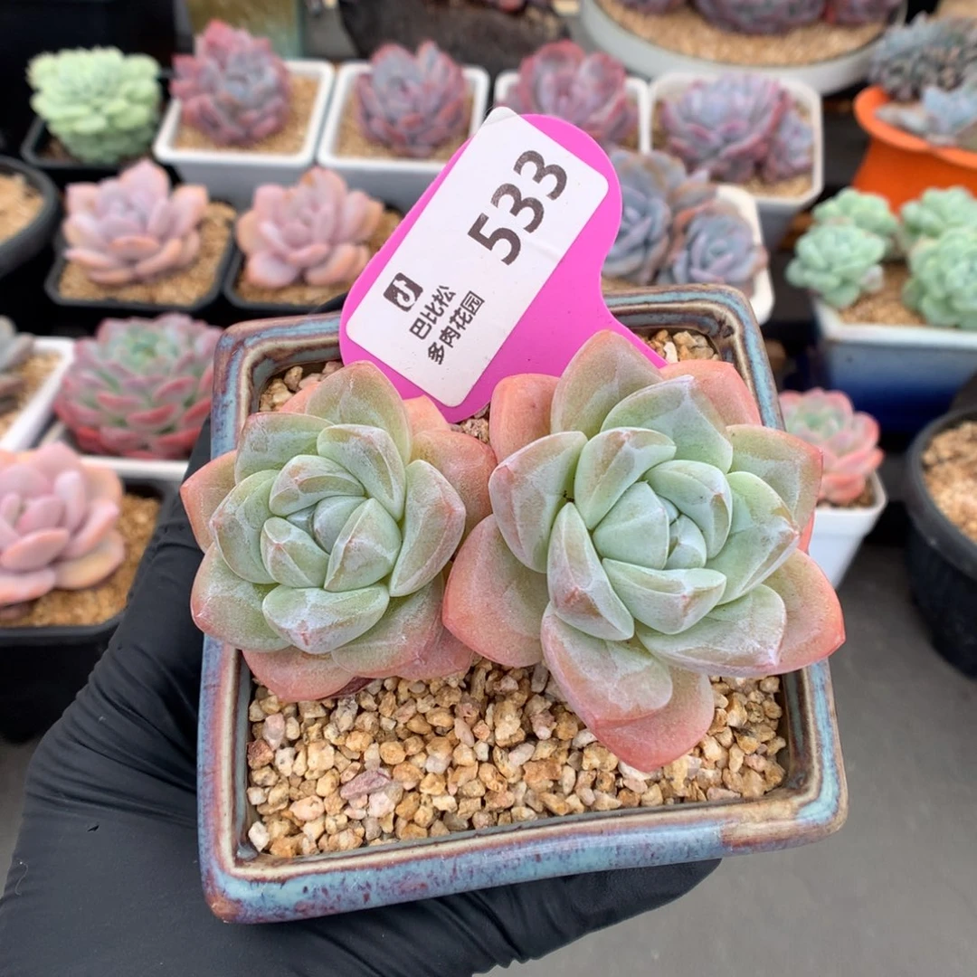 533 粗腿冰玉多肉
