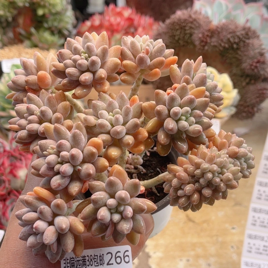 266心戴露德华多肉