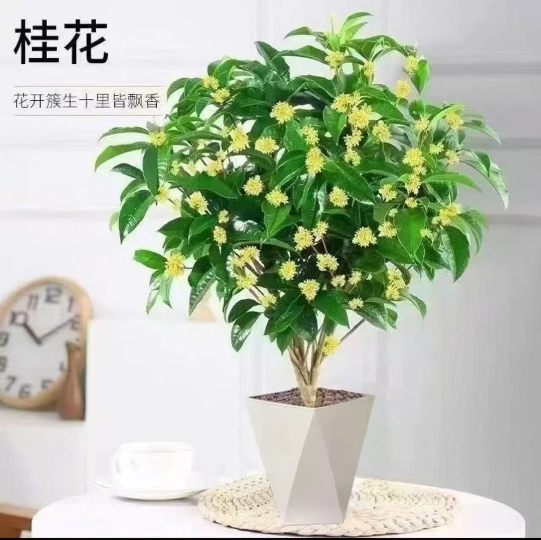 【四季开花】正宗四季桂花盆栽四季桂月月桂浓香型绿植室内四季好养