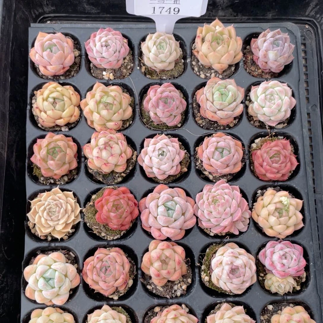 薇薇安园艺多肉1749