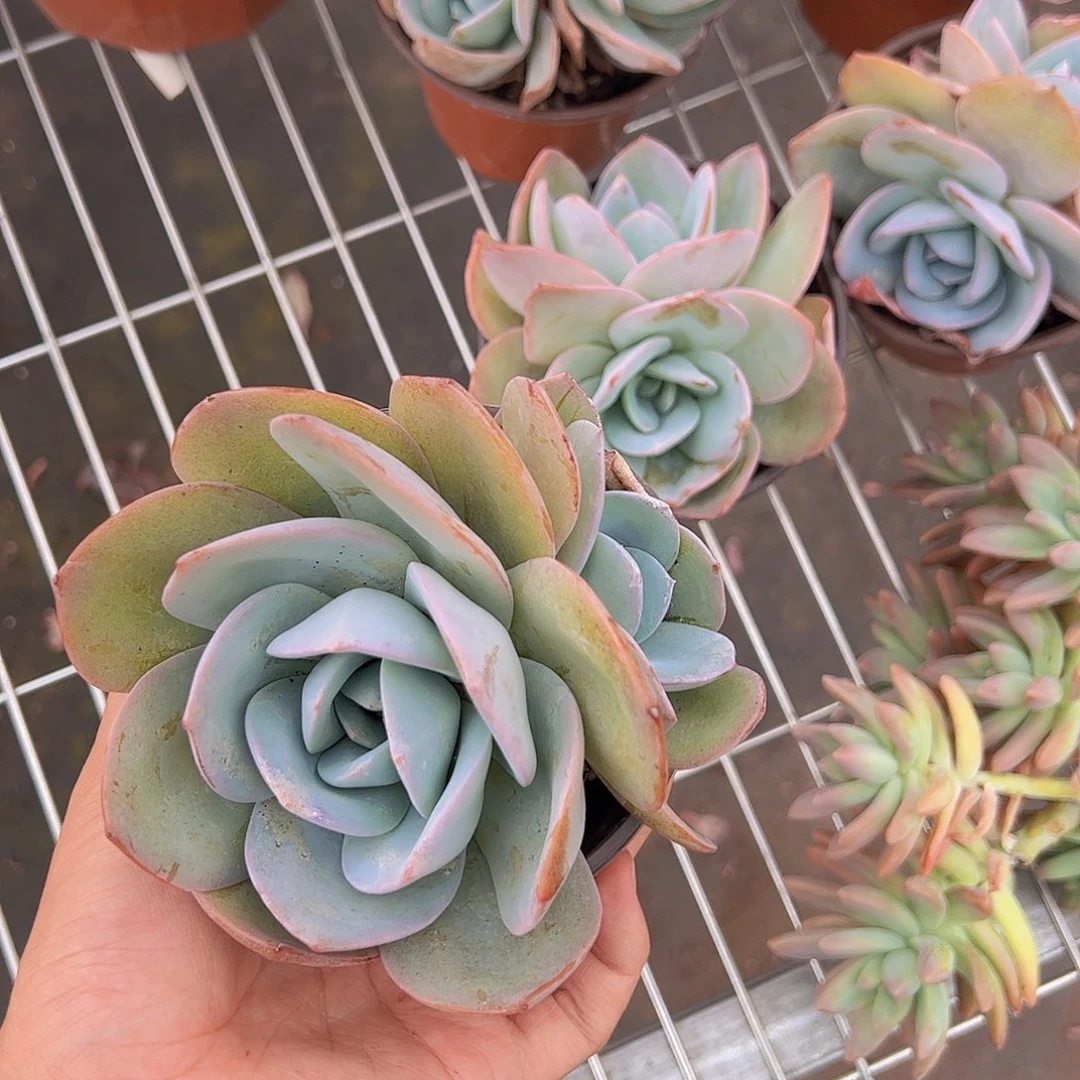 布鲁蓝双头起发精控精养