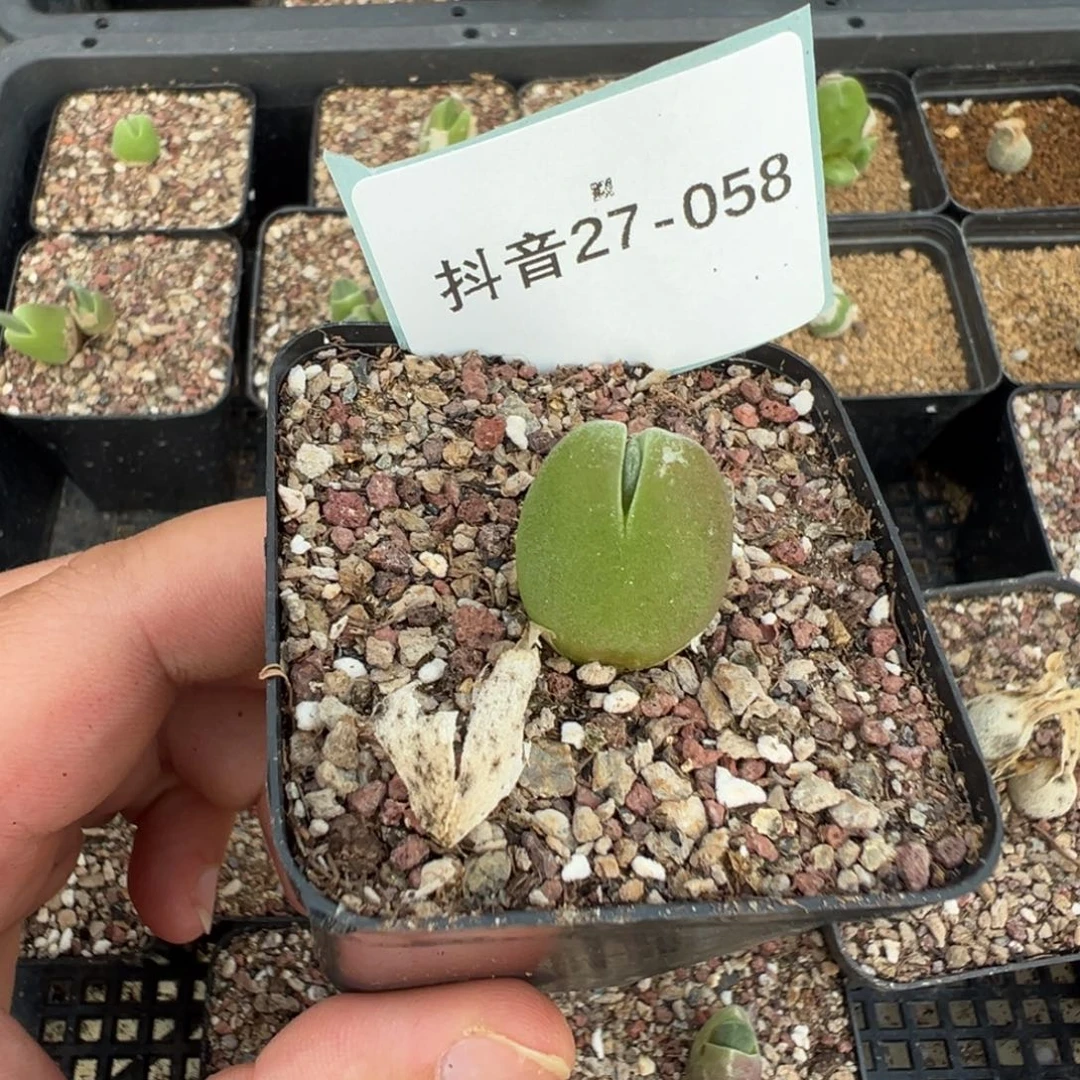 จ***บ27-58肉锥多肉植物