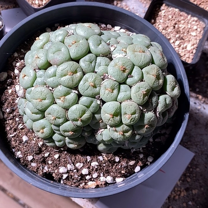 22331。  超级。 大饼一盆