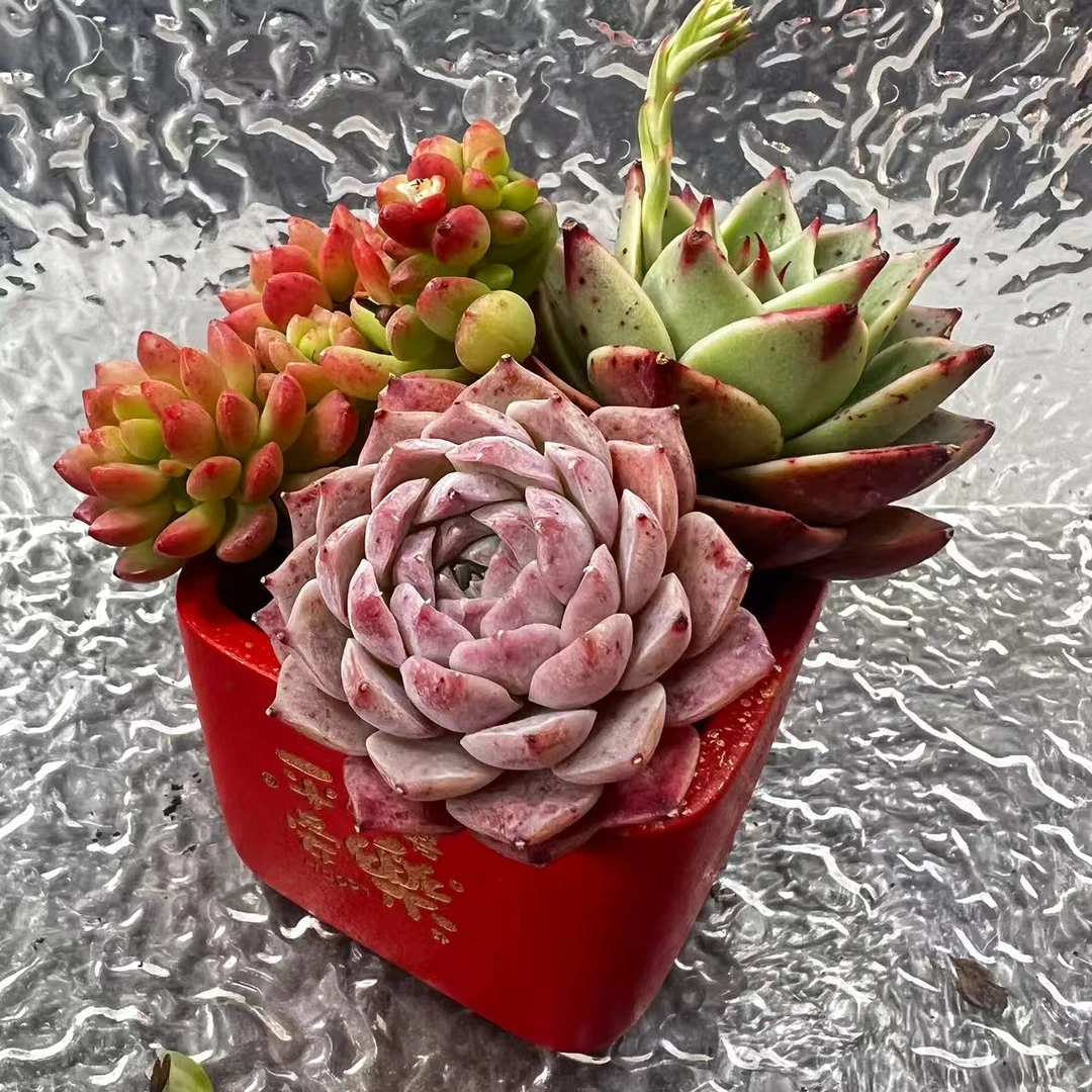 【直播专享】无土多肉拼盆--新年祈福小方红盆套装0129