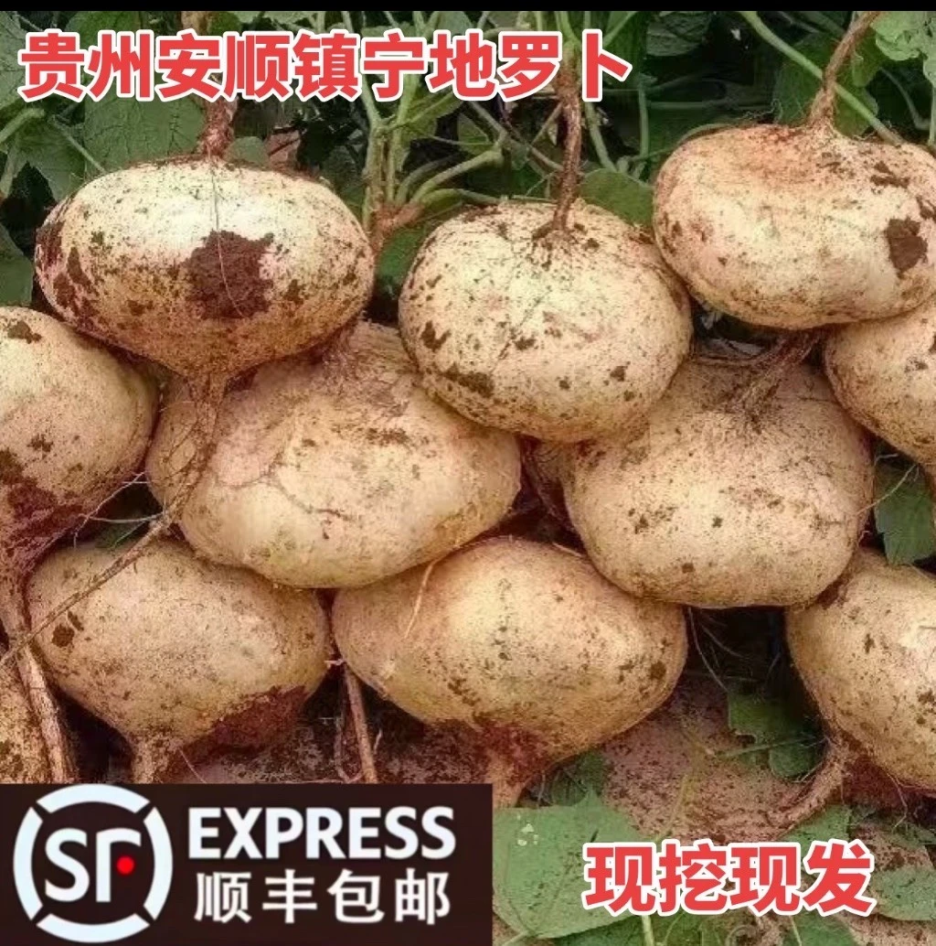 顺丰包邮贵州安顺镇宁地罗卜新鲜沙土种植脆甜地瓜凉薯现挖水果1