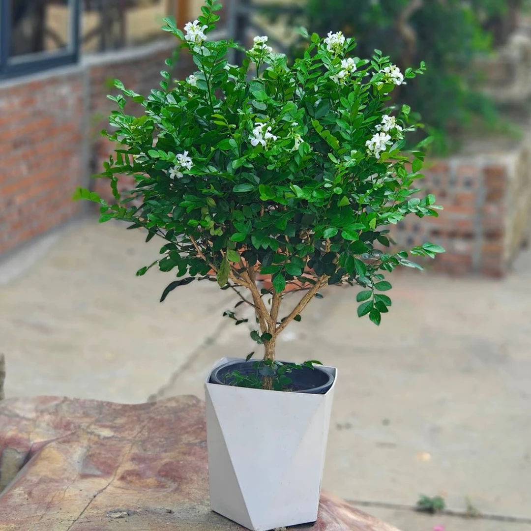 （送白色盆）九里香盆栽带白色盆四季开花浓香型驱蚊净化空气