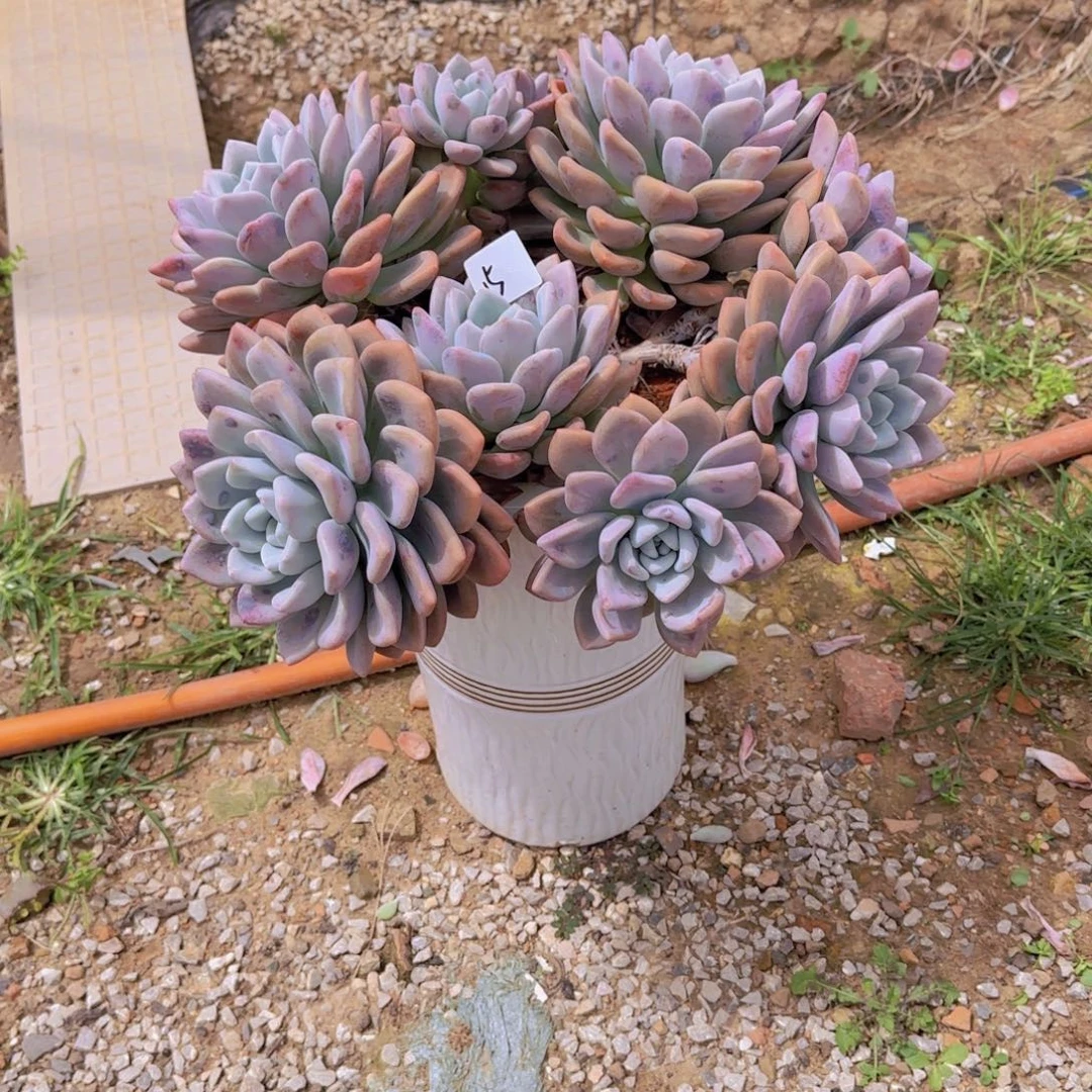 15奥普普琳娜多肉植物軚盘
