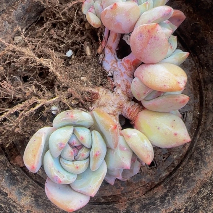 买***停果汁的6头星影树