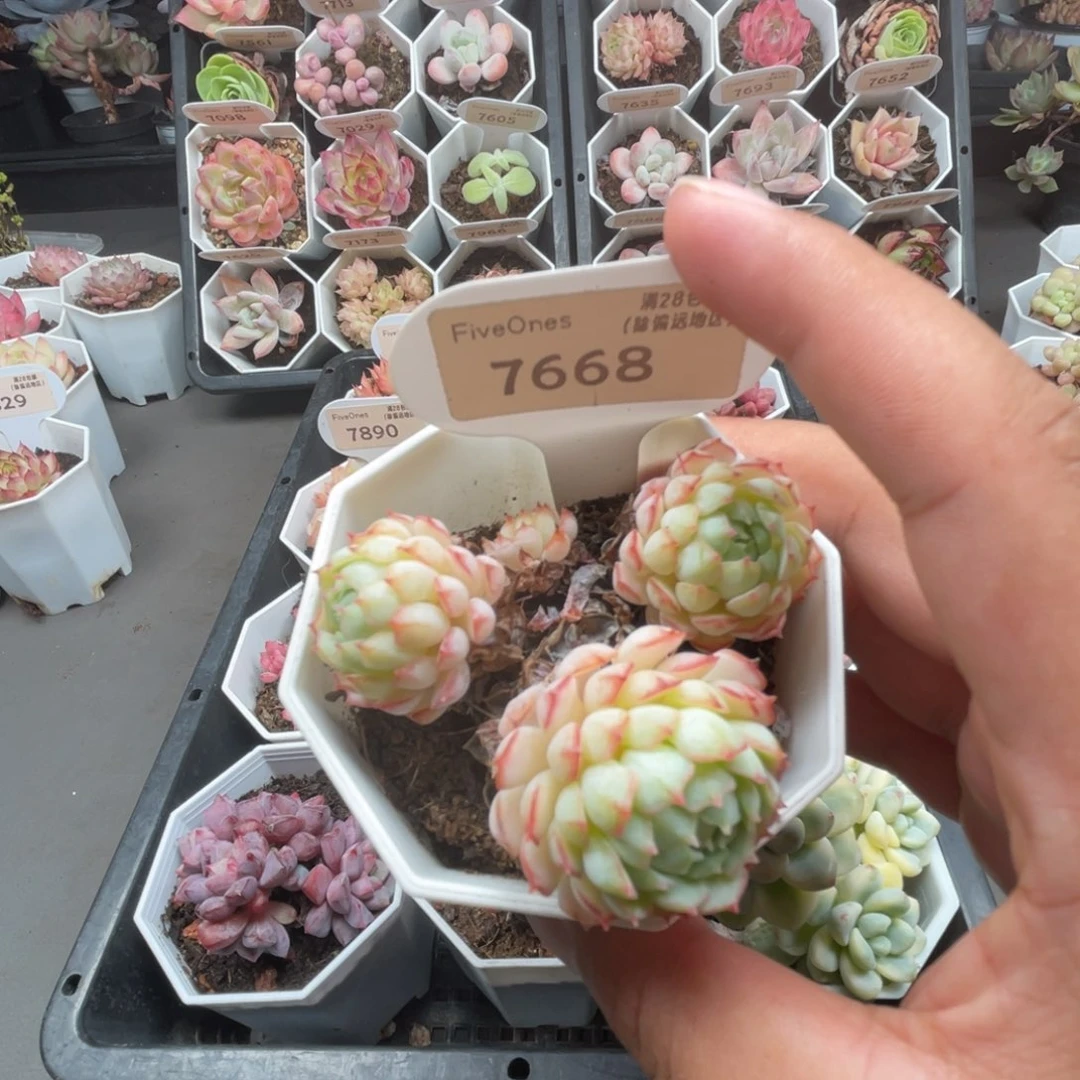7668小红船4.0厘米