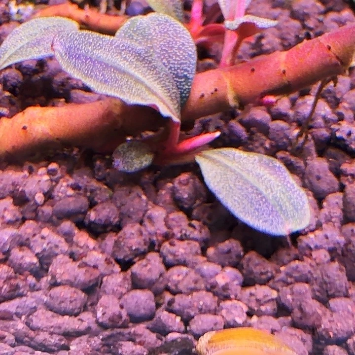 无花朵福利图15福利一份植物